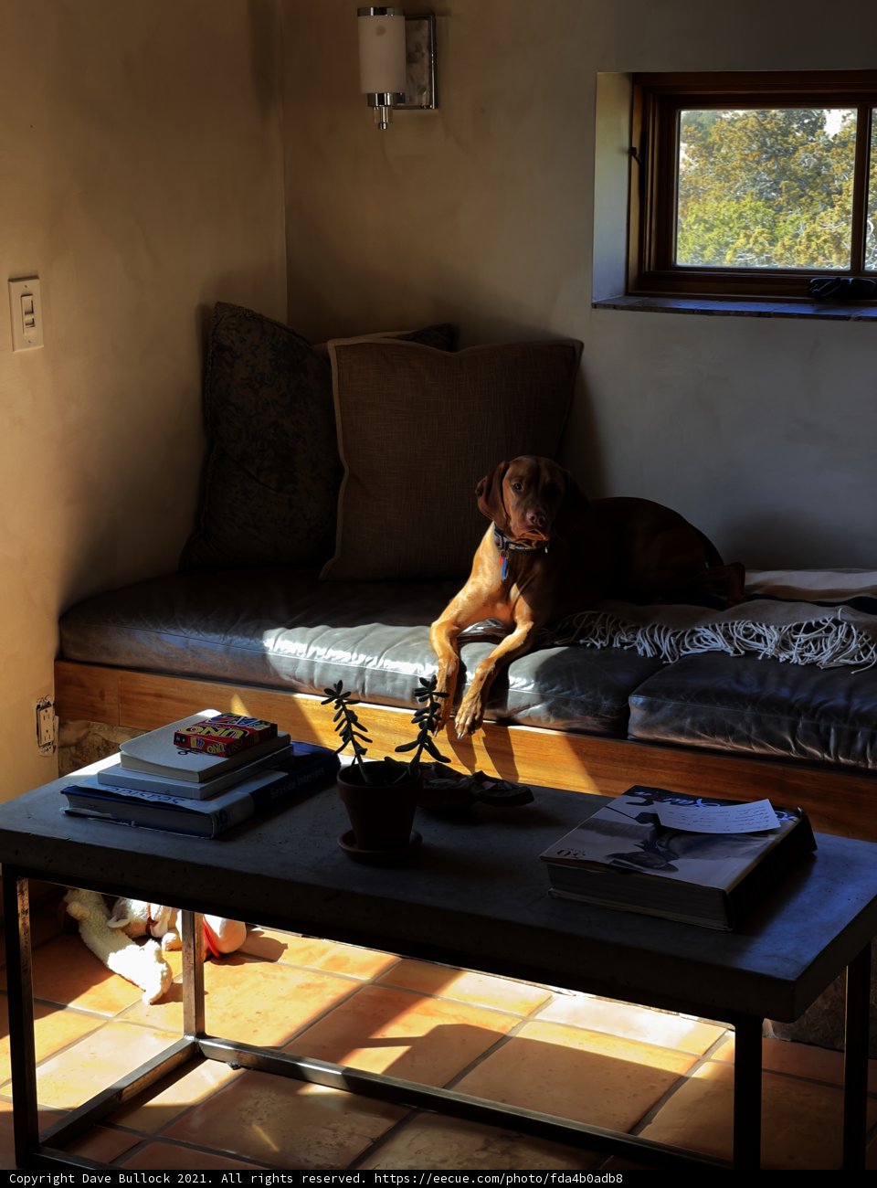 A Cozy Scene with Man's Best Friend
