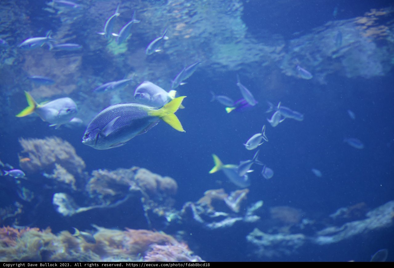 Aquatic Wonderland: A Journey Underwater