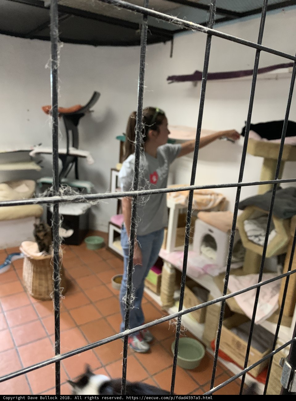 Animal Shelter Visit