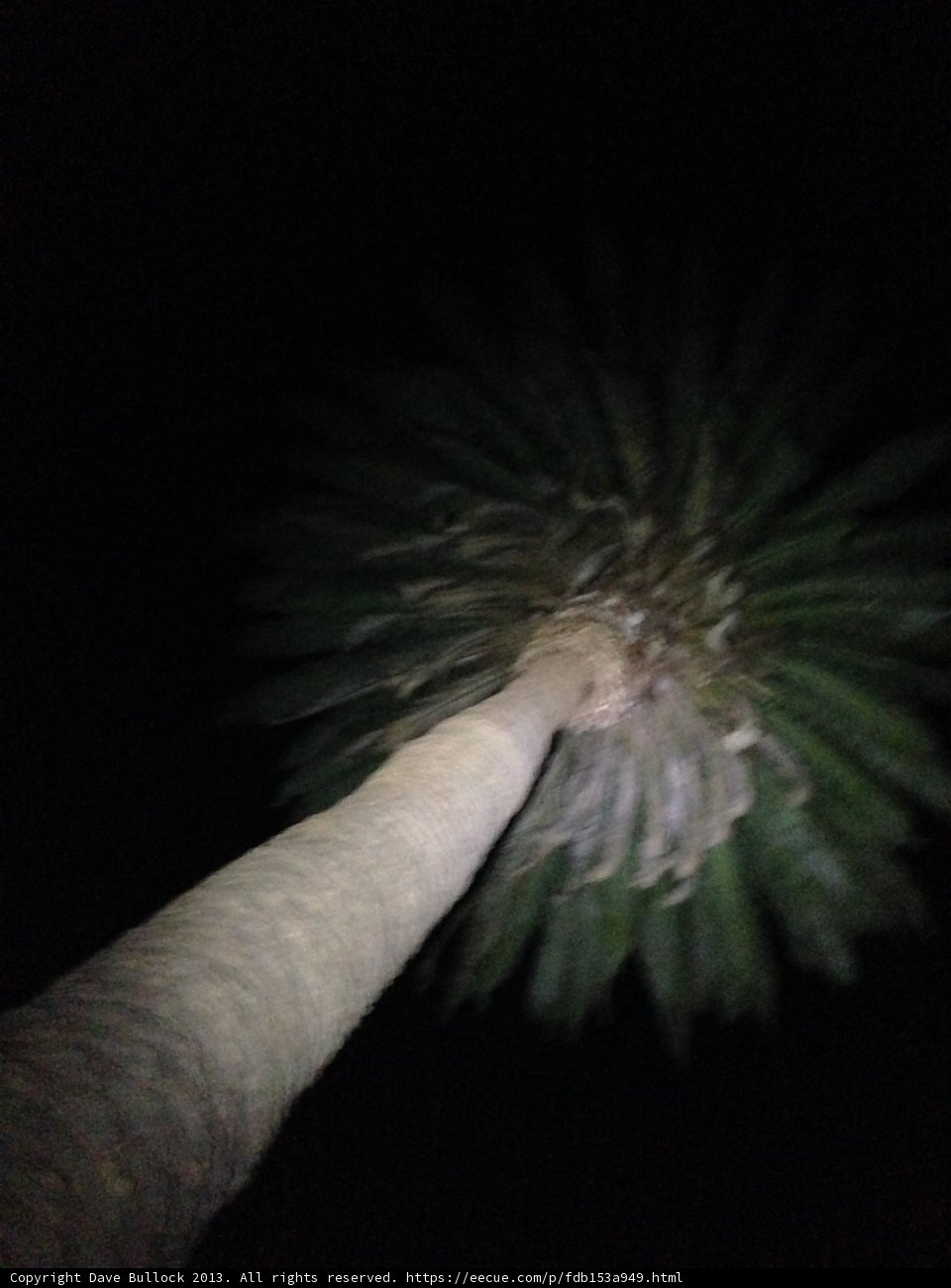 Illuminated Palm Tree