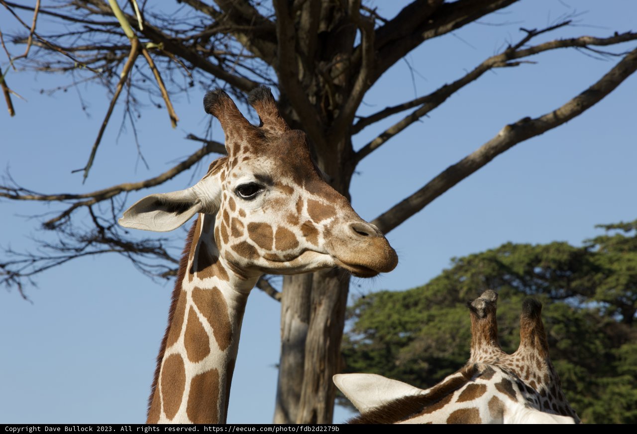 Majestic Naturescape at SF Zoo: A Giraffe Encounter