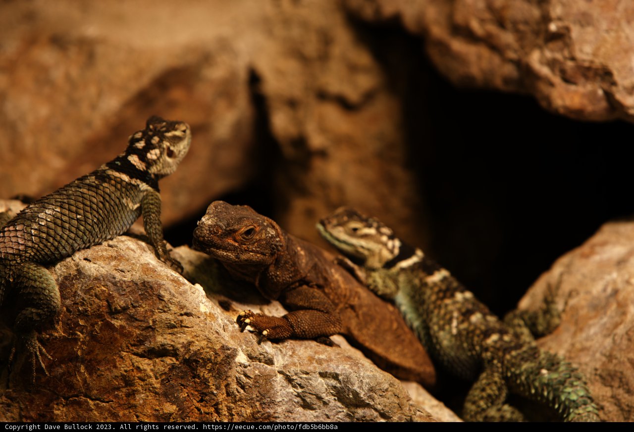 Triple Lizard Lounge
