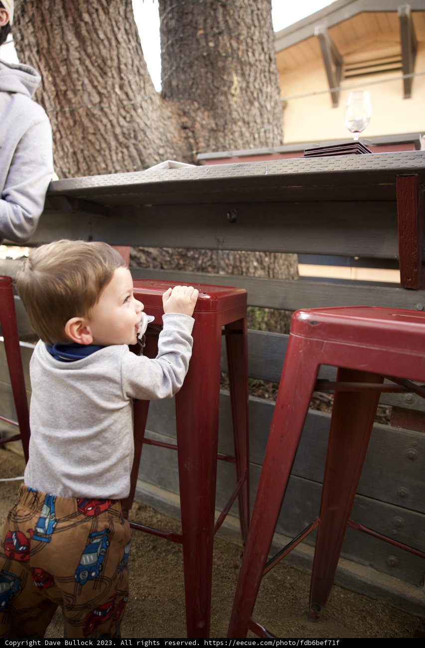 The Playful Companion in Downtown Sonoma