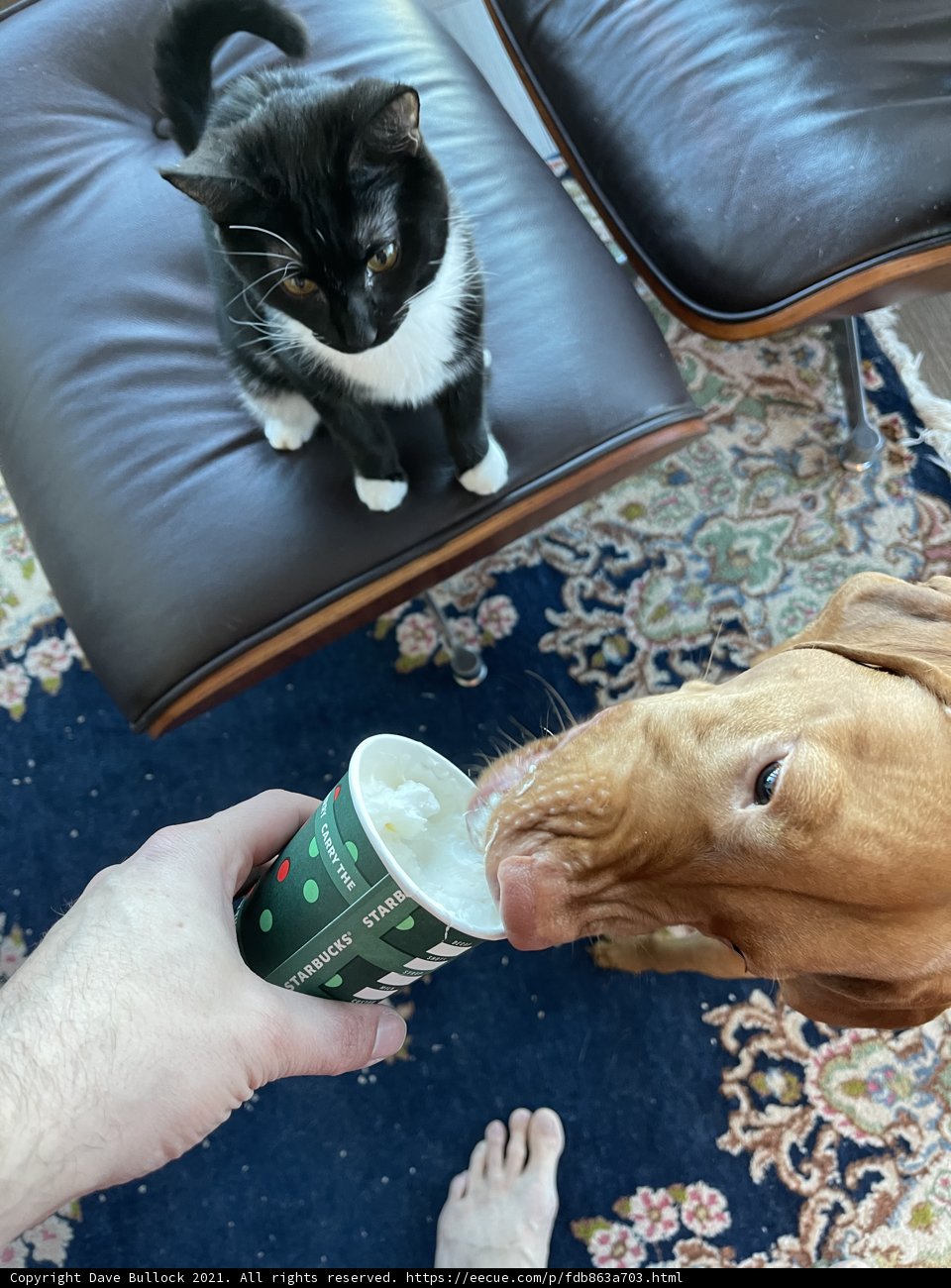 Furry Friends on the Couch