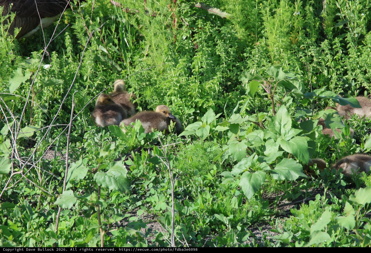 Goslings Foraging Among Green Vegetation in Wetlands