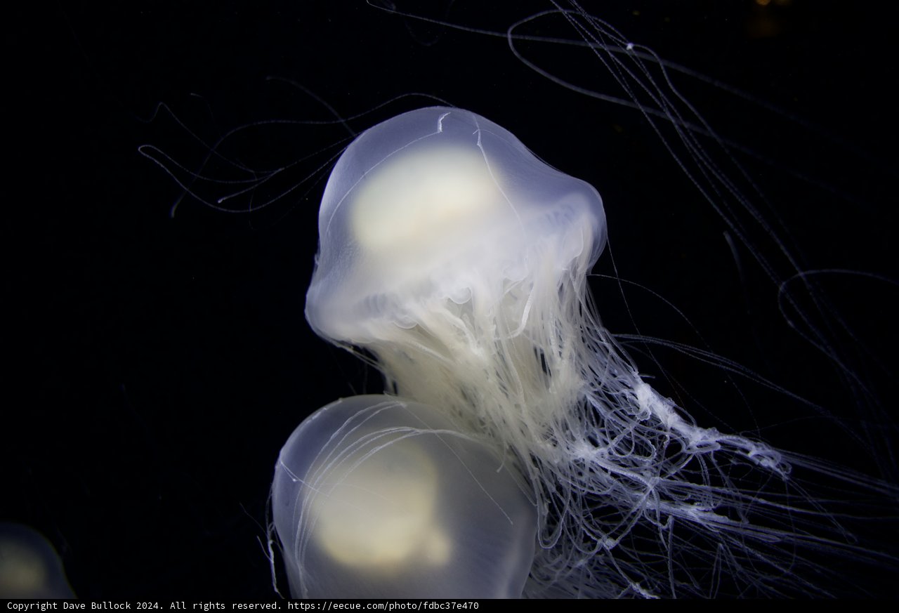 Luminescent Swim: Silent Ballet in the Abyss