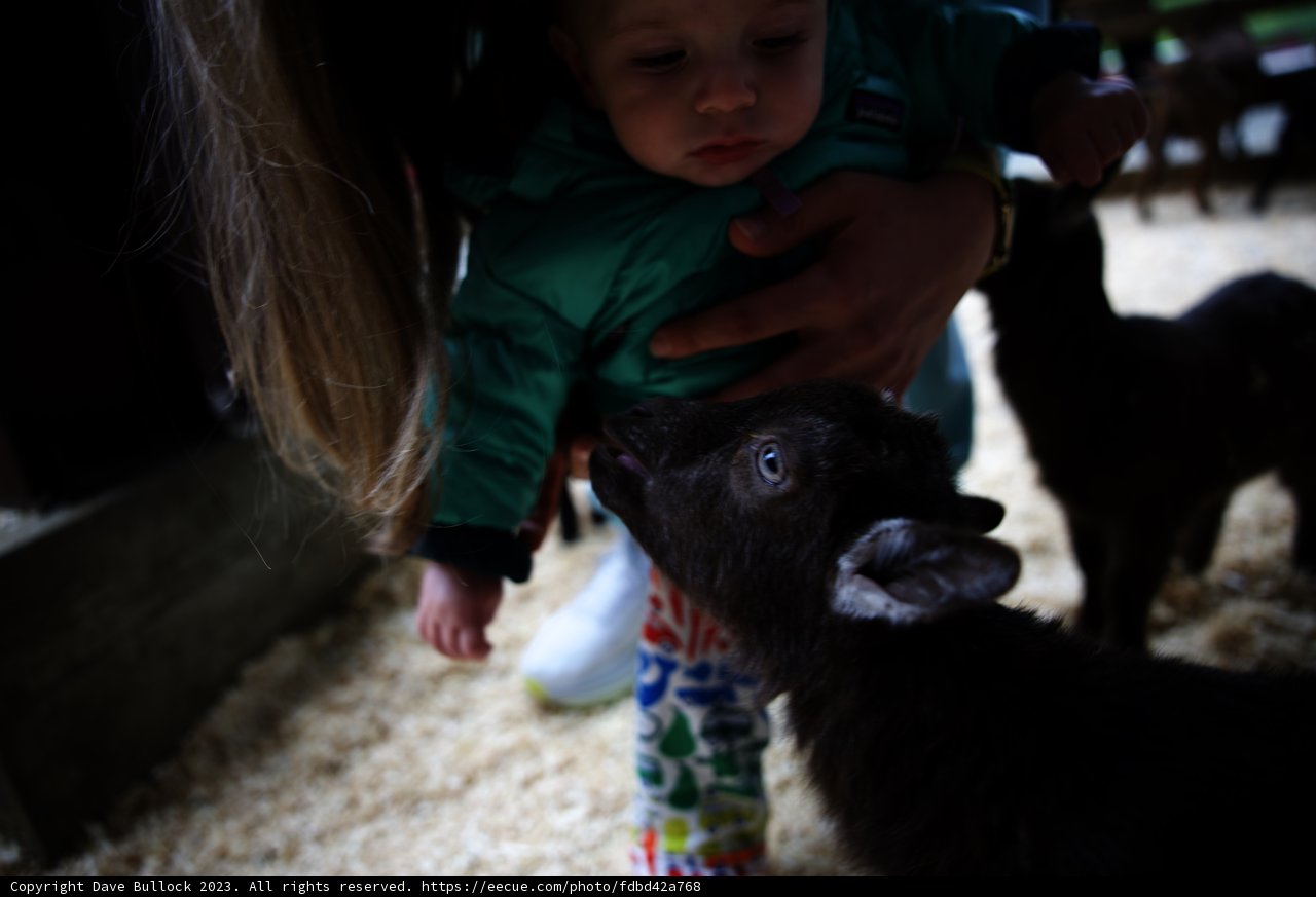 A Heartwarming Encounter at Half Moon Bay
