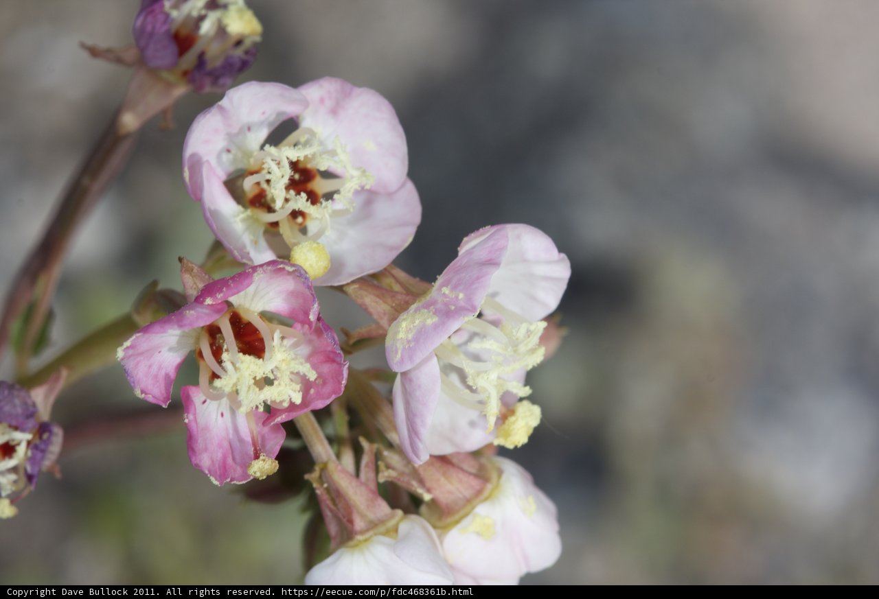 Beauty in Bloom