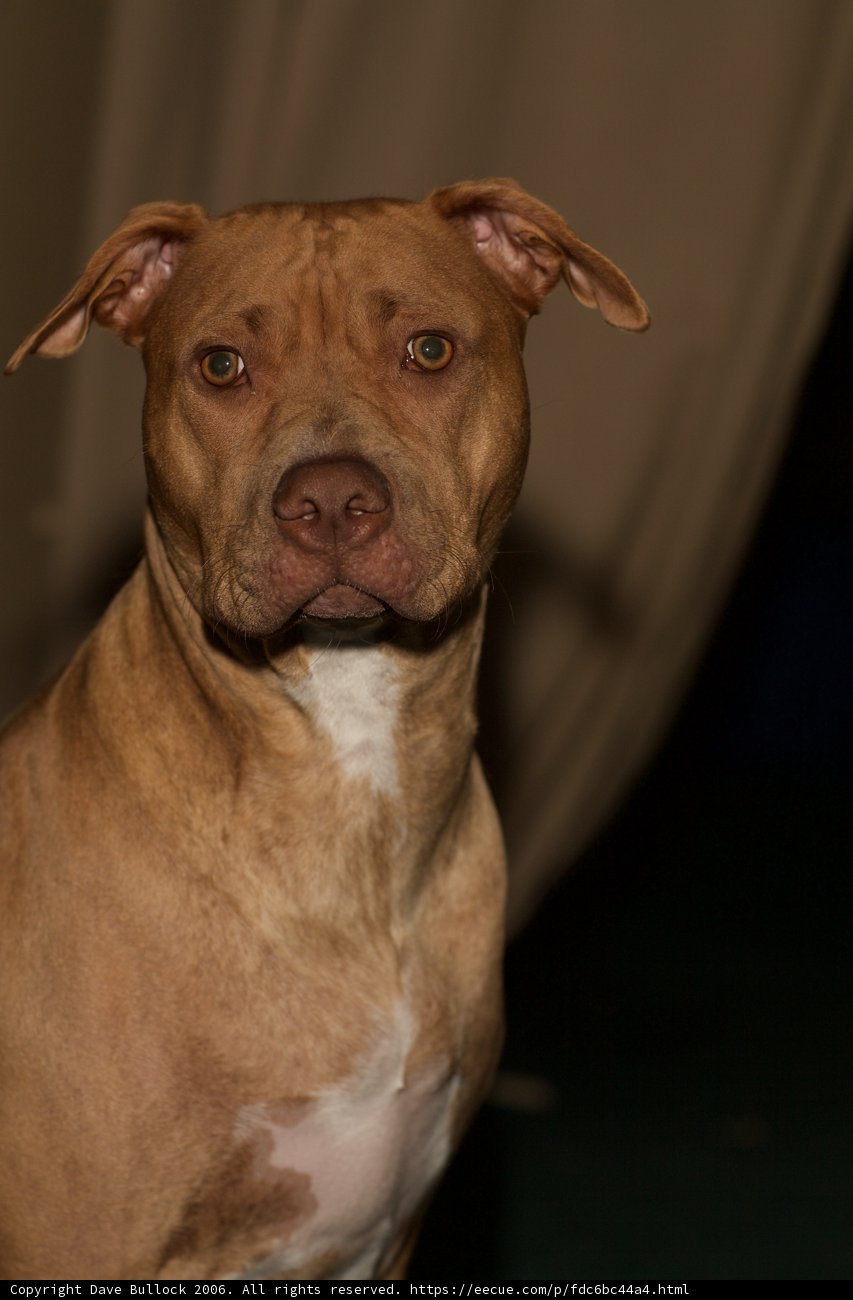 Regal Pitbull