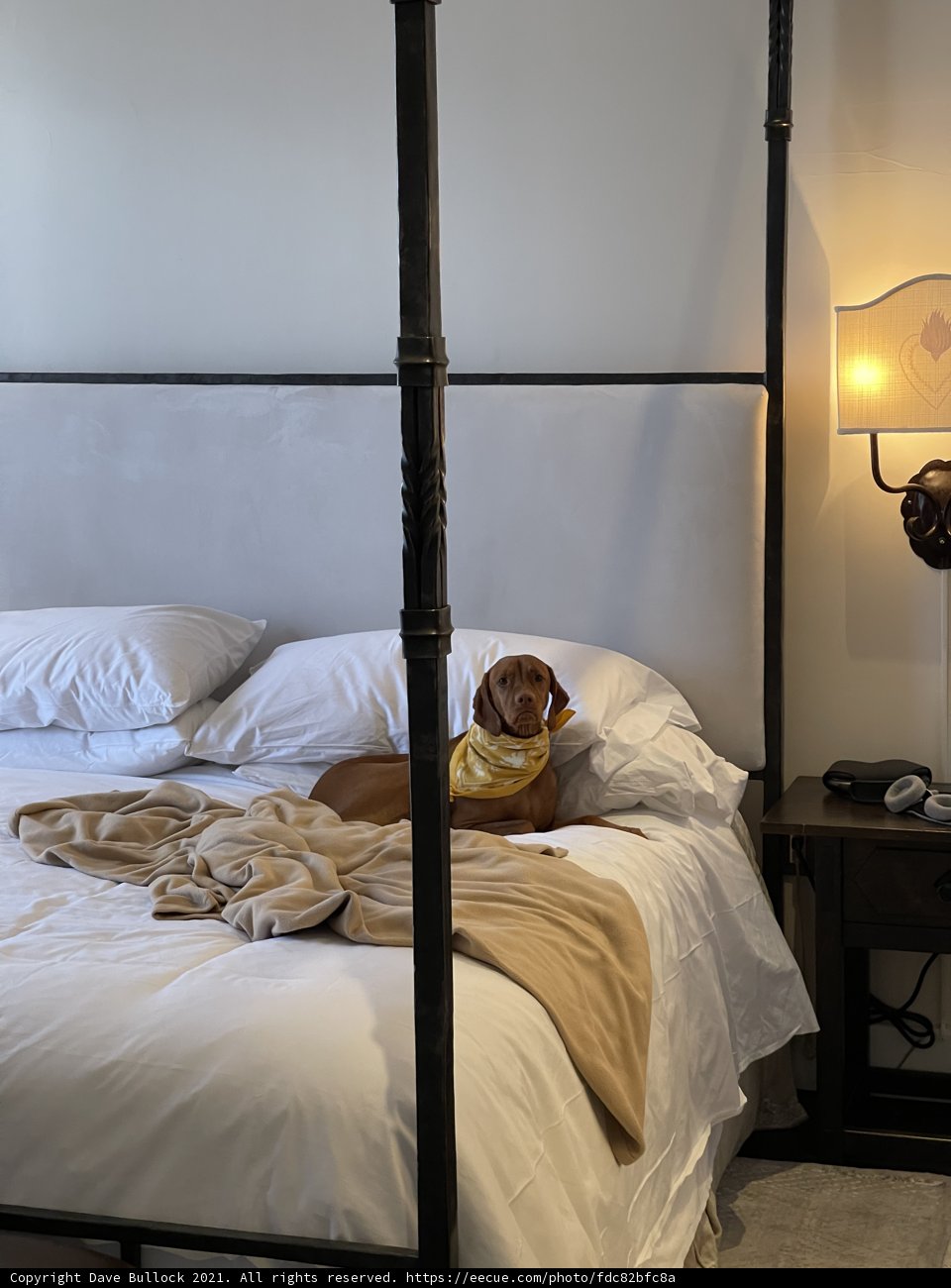 Cozy Canine on a Canopy Bed