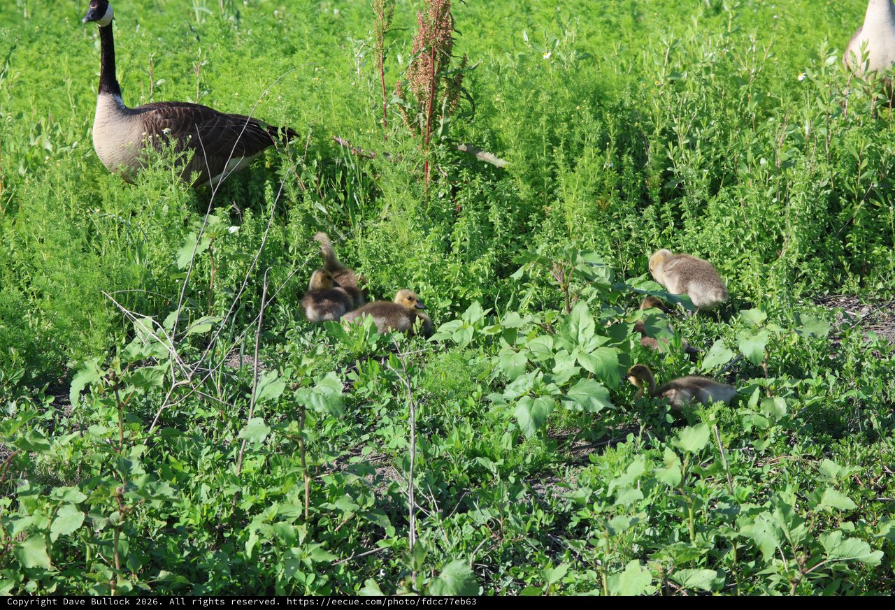Canada Goose Family Foraging in Lush Spring Wetland