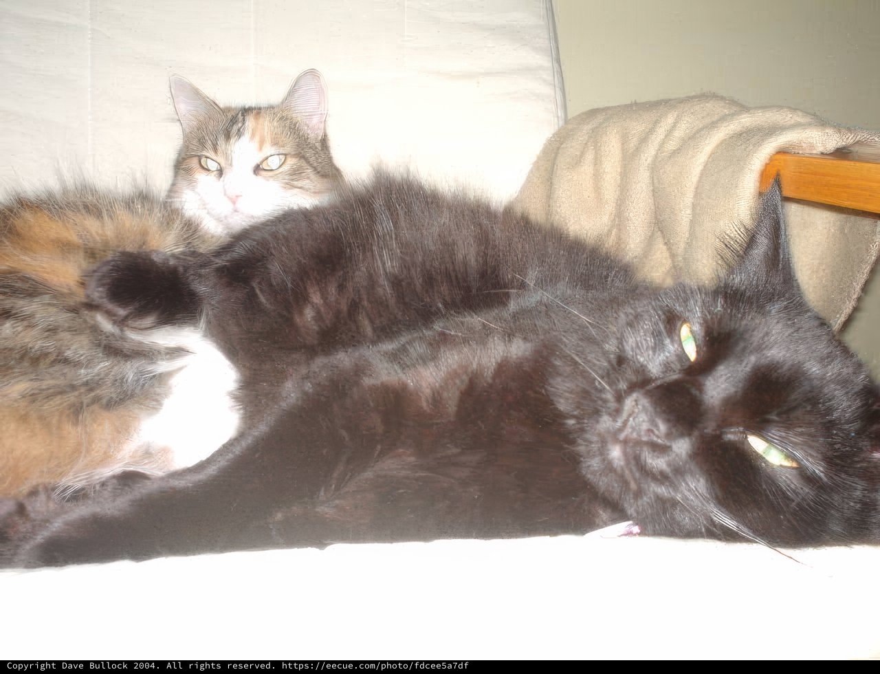 Feline Friends on the Couch