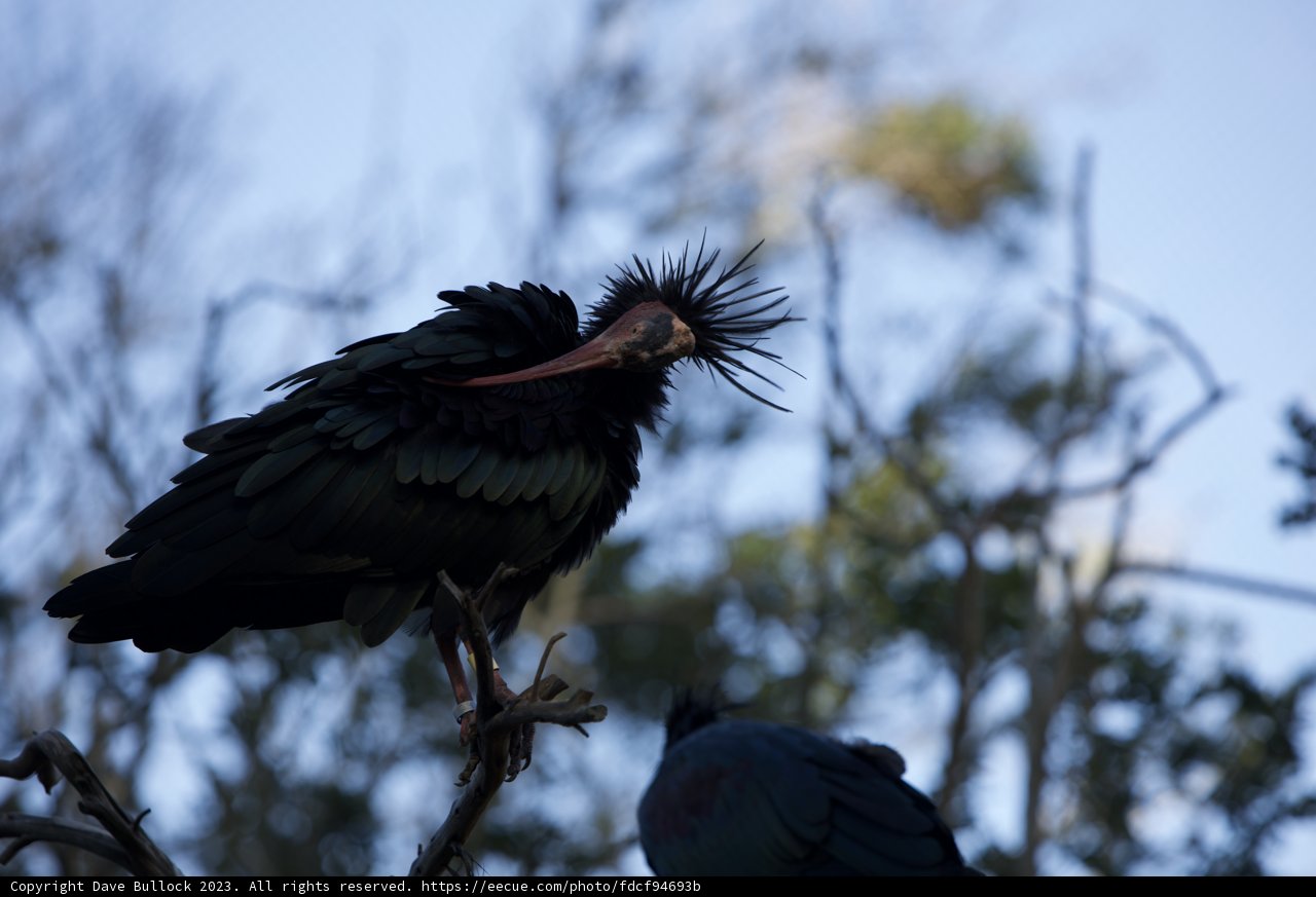 Graceful Long-Necked Voyager