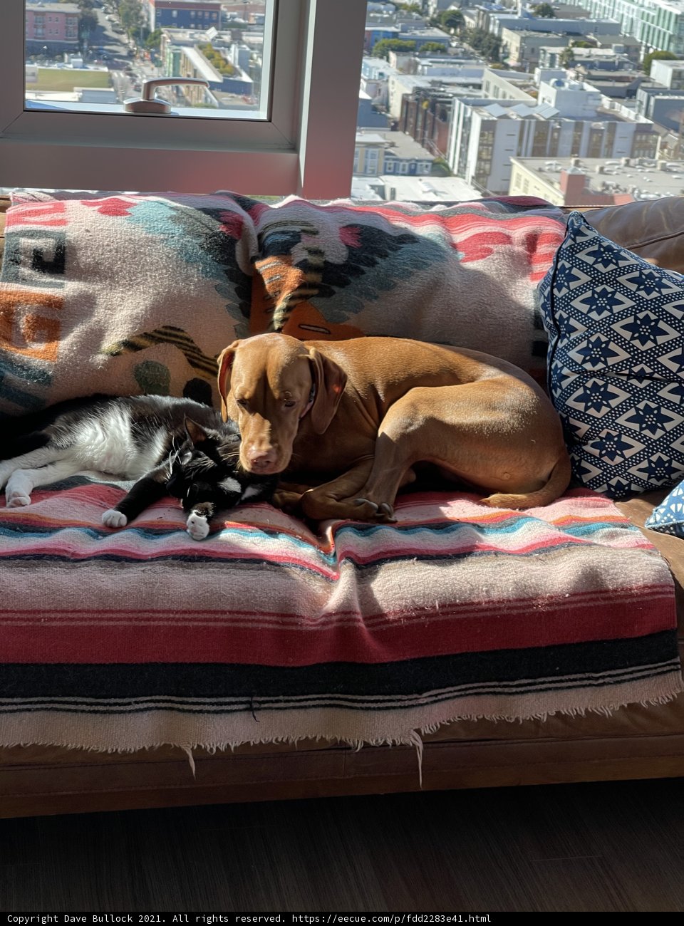 Cuddly Companions on the Couch