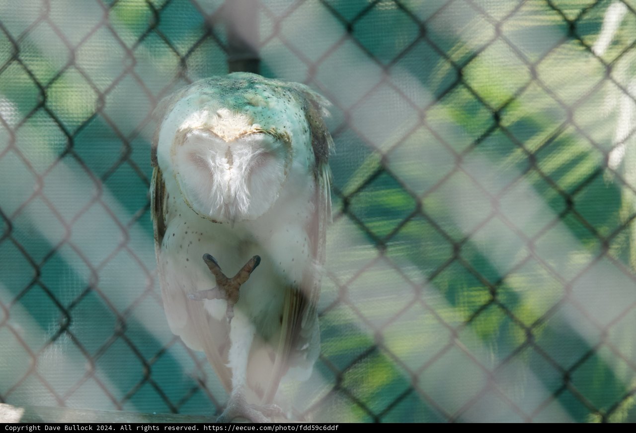 Serenity Behind Bars: The Slumbering Owl