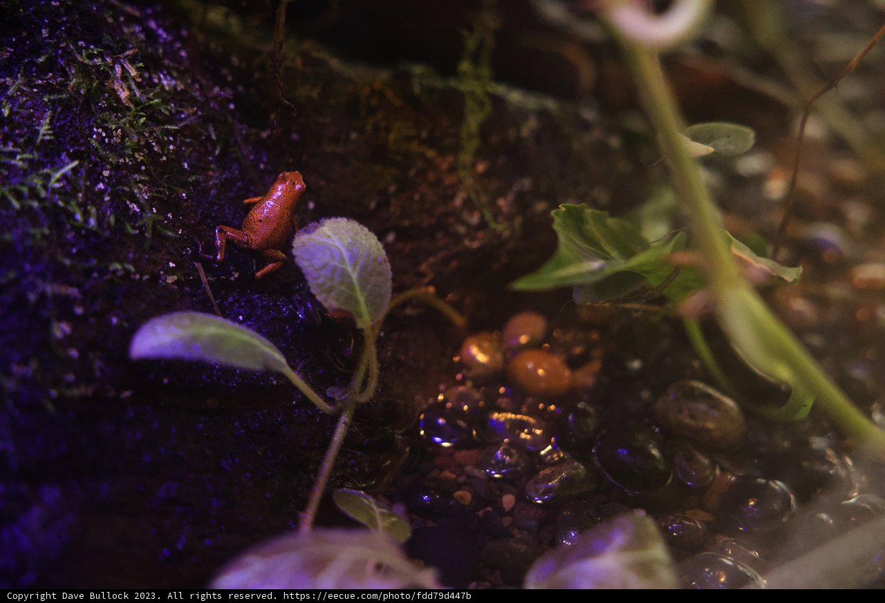 Tiny Amphibian at the California Academy of Sciences