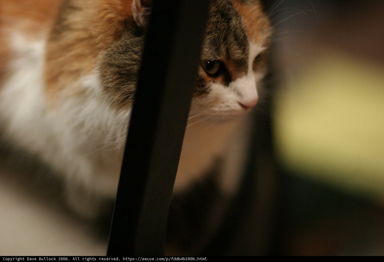Cat Eye Contact