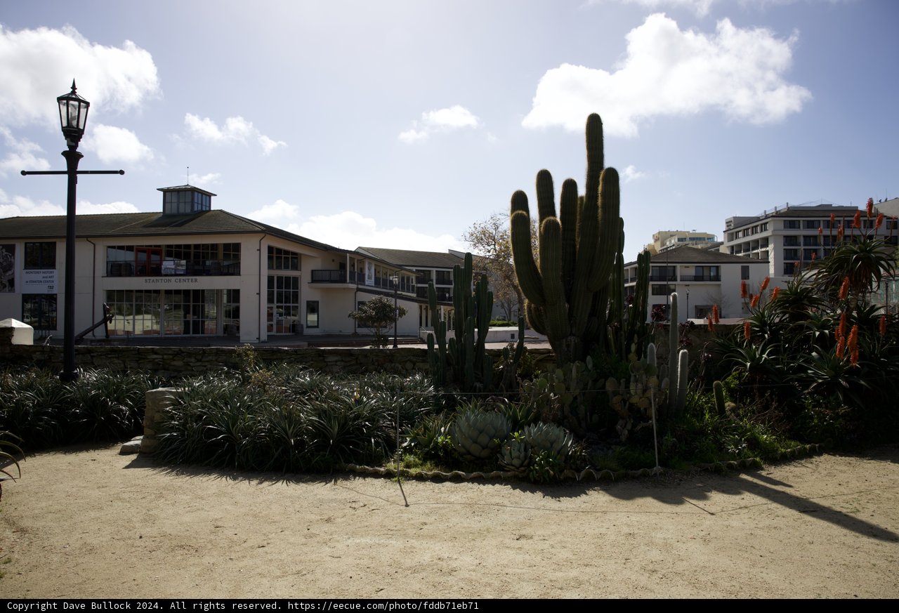 An Urban Oasis: Cactus in the City