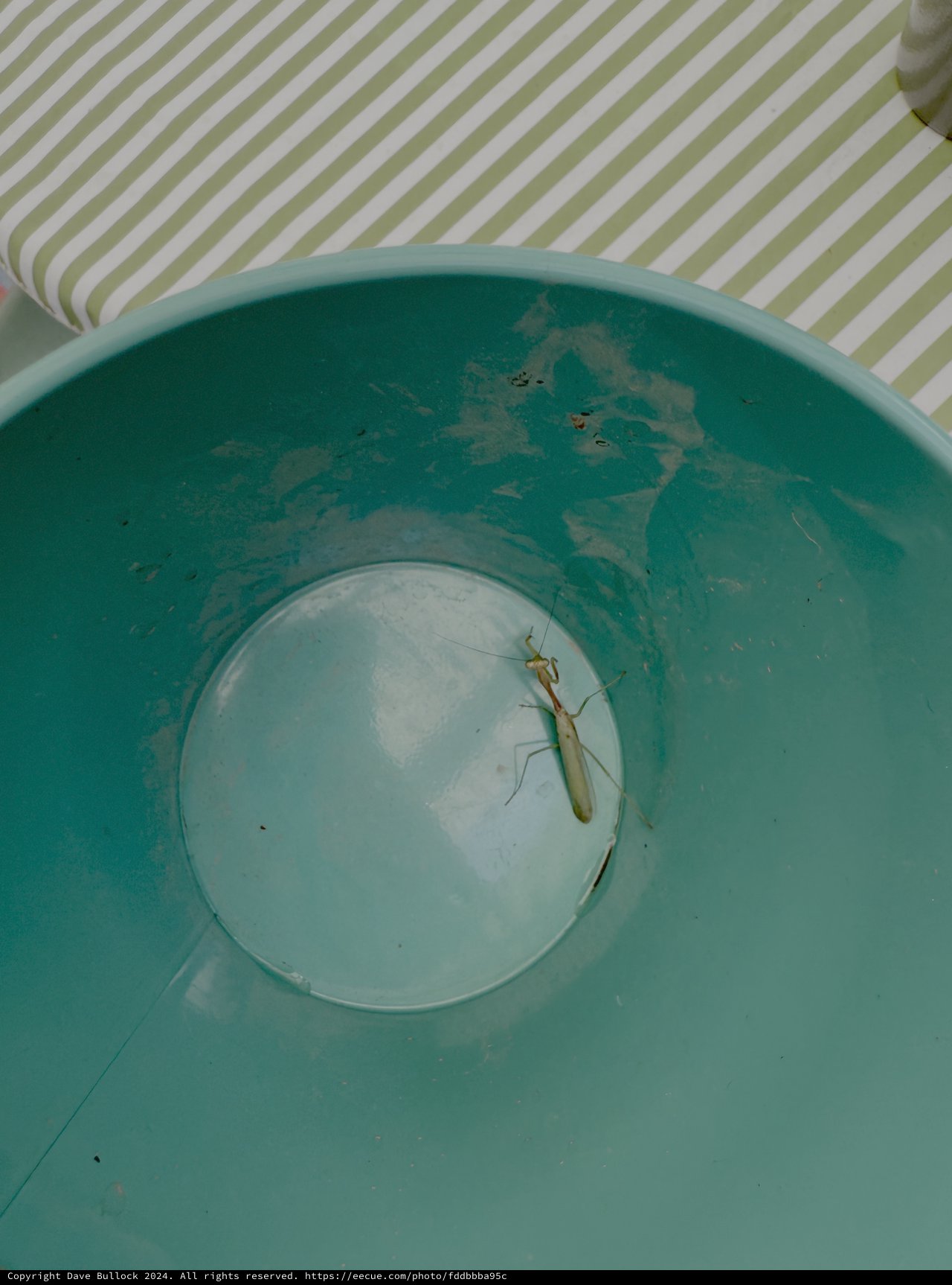Praying Mantis Trapped in Green Bowl
