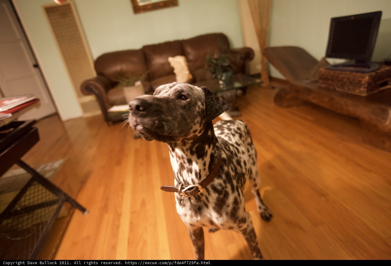 Canine Comfort on Hardwood Floors