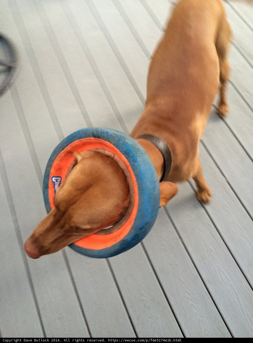 Playtime with a Ball on the Head