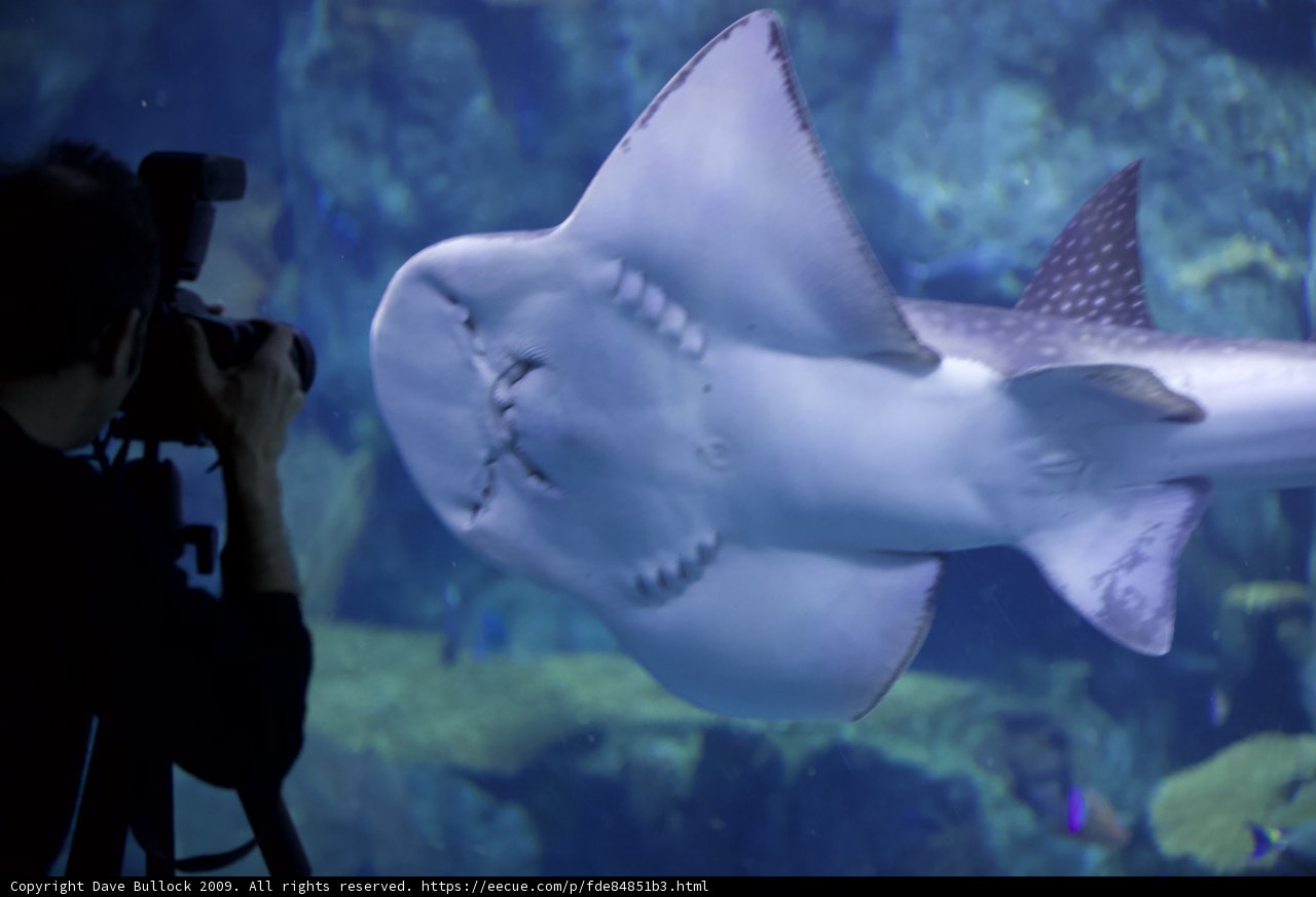 Shark Photography in the Aquarium