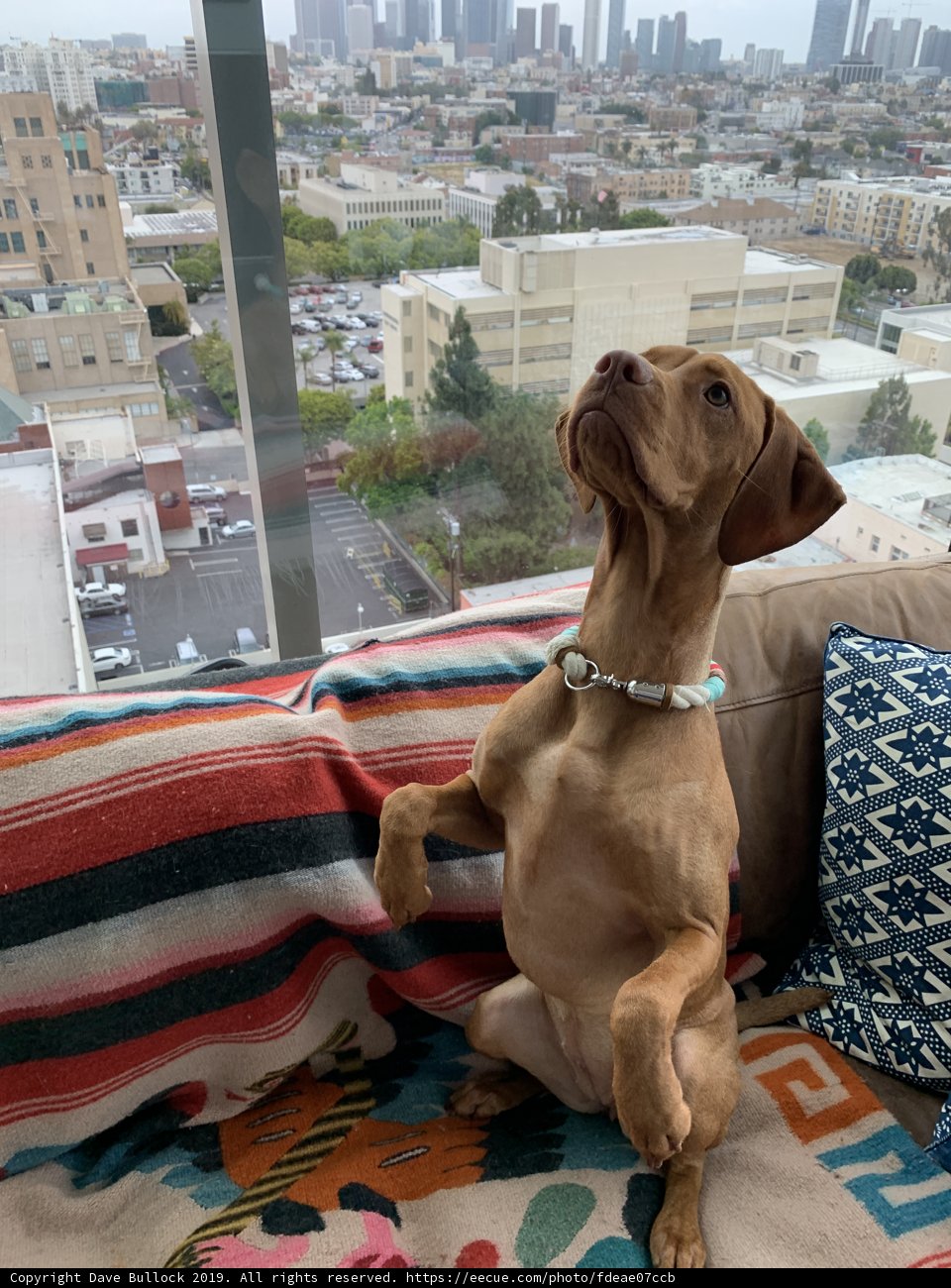 A Vizsla's Home Comforts
