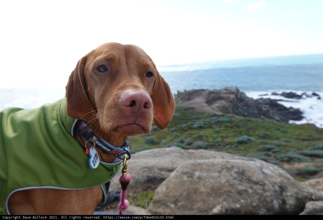 Stylish Vizsla in a Green Jacket