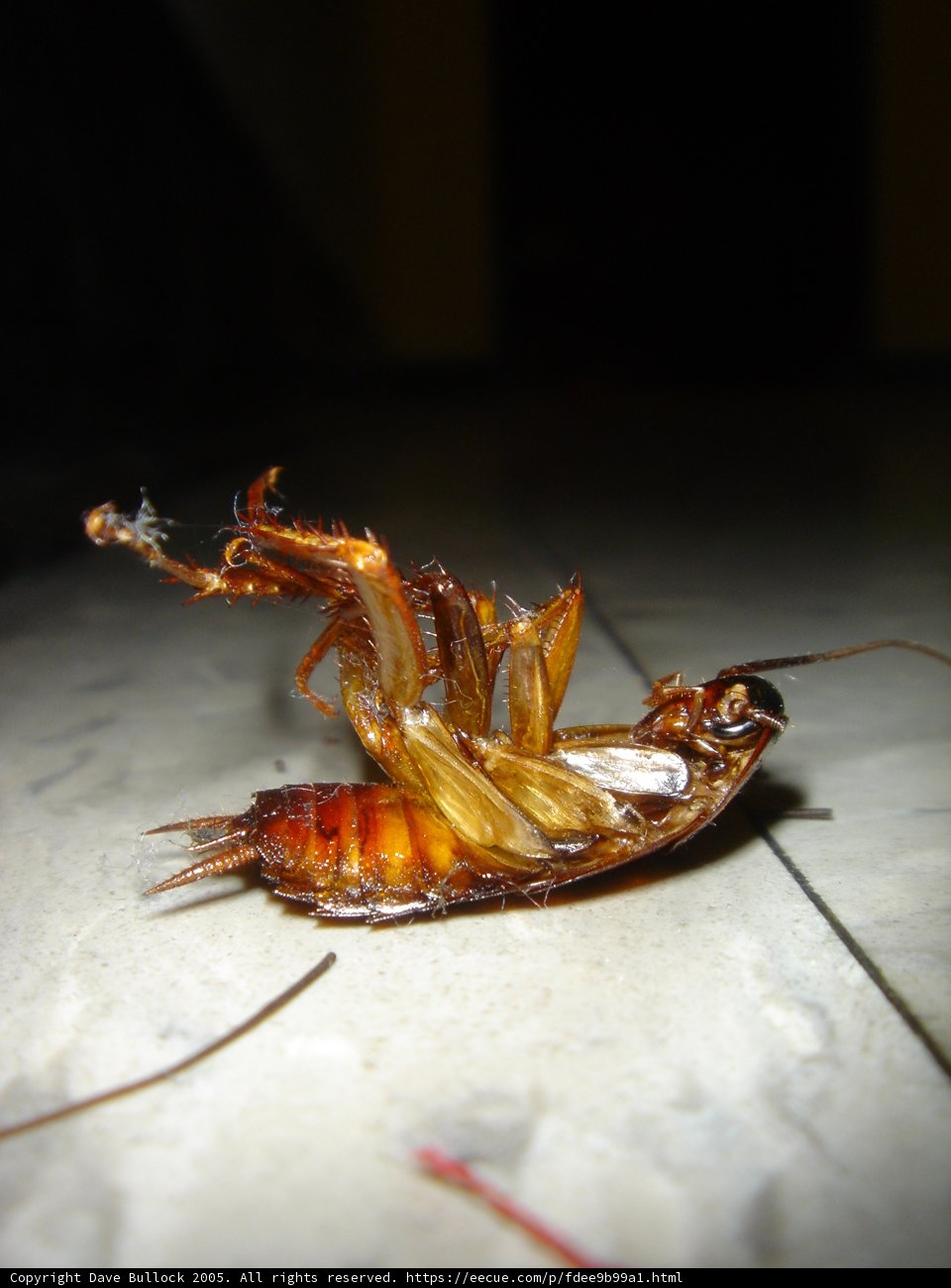 Lifeless Insect