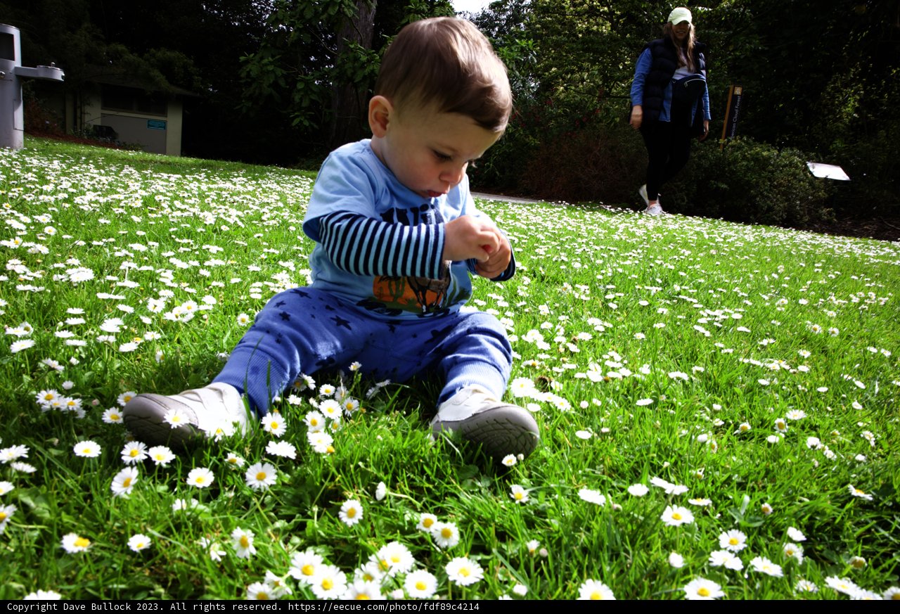 Blooming Adventures at San Francisco Botanical Garden