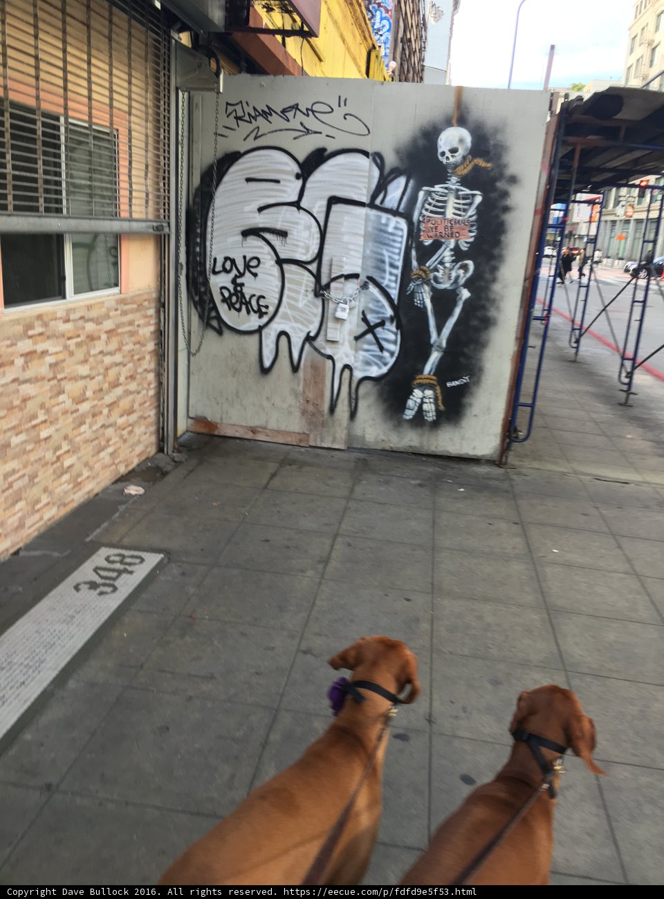 City Dogs Strolling by Graffiti Building