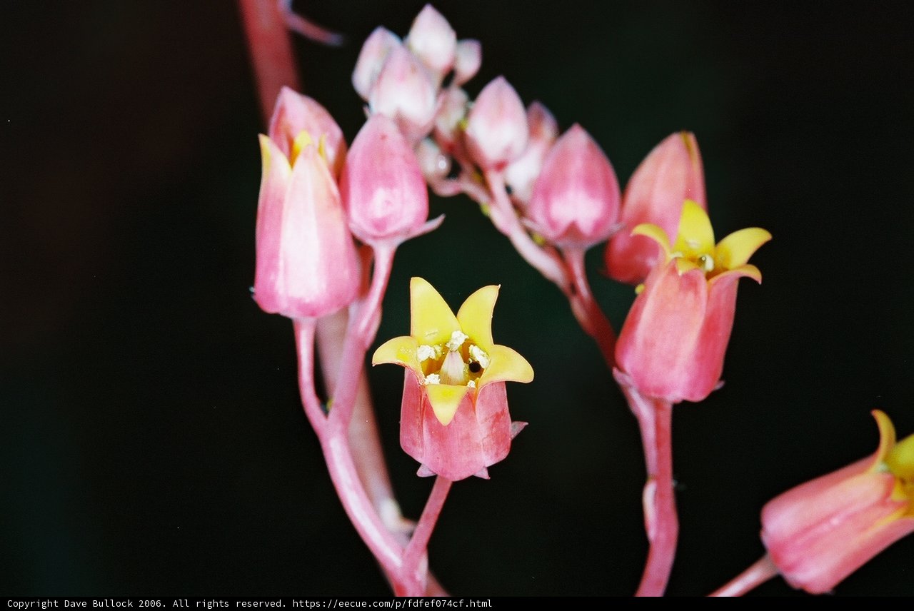 Pink blooms with sunny hearts