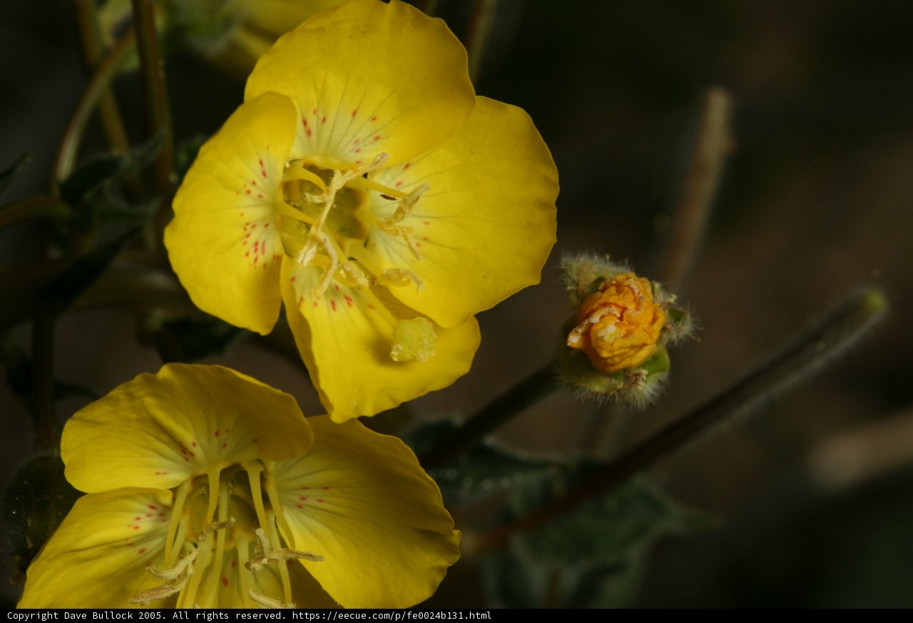 Bright Blooms in the Shadows