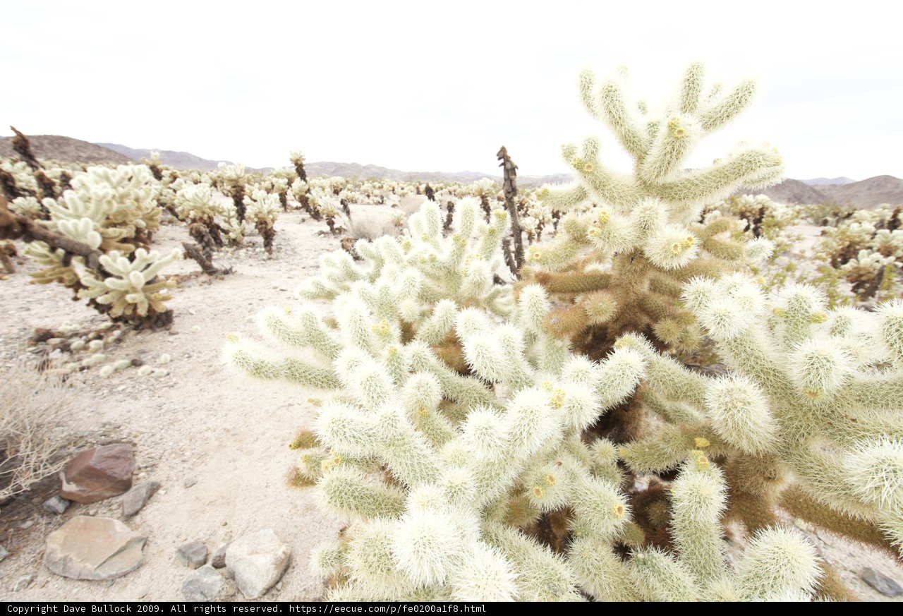 Serenity among the Cacti