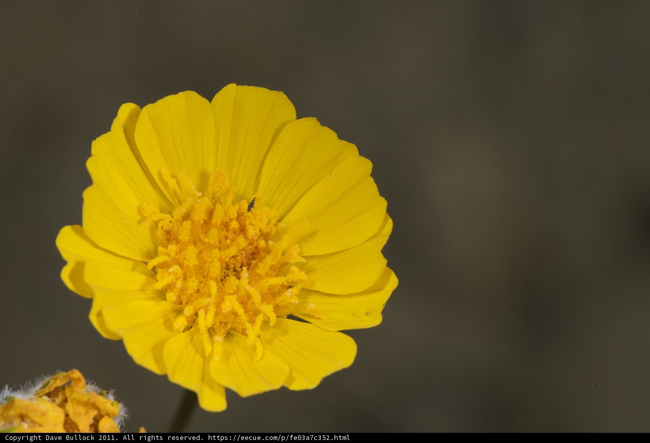 A Burst of Springtime