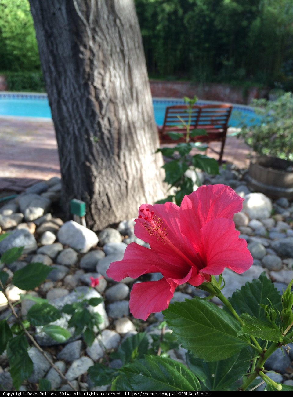 Radiant Red Petals in a Picturesque Garden