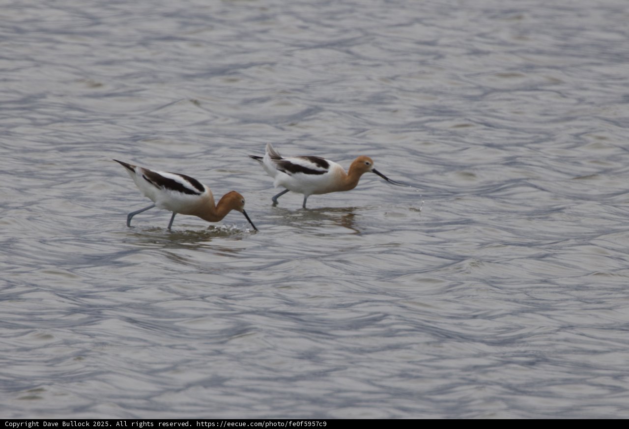 Tranquil Wading