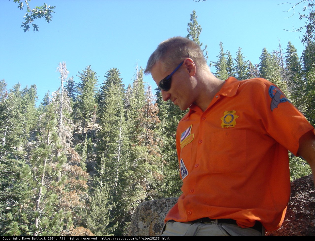 Orange Shirted Man in a Verdant Coniferous Forest