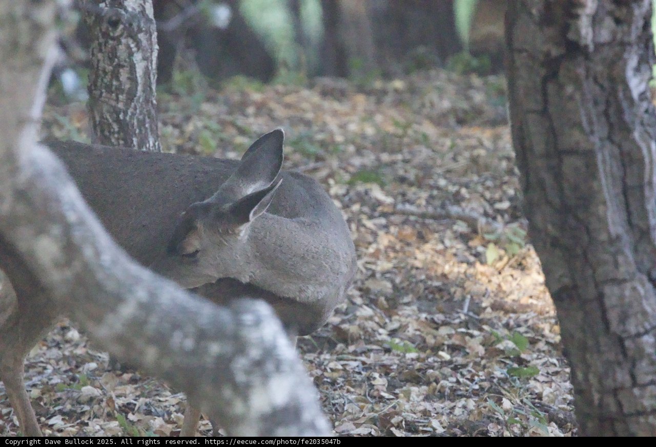 Tranquil Woodland Visitor