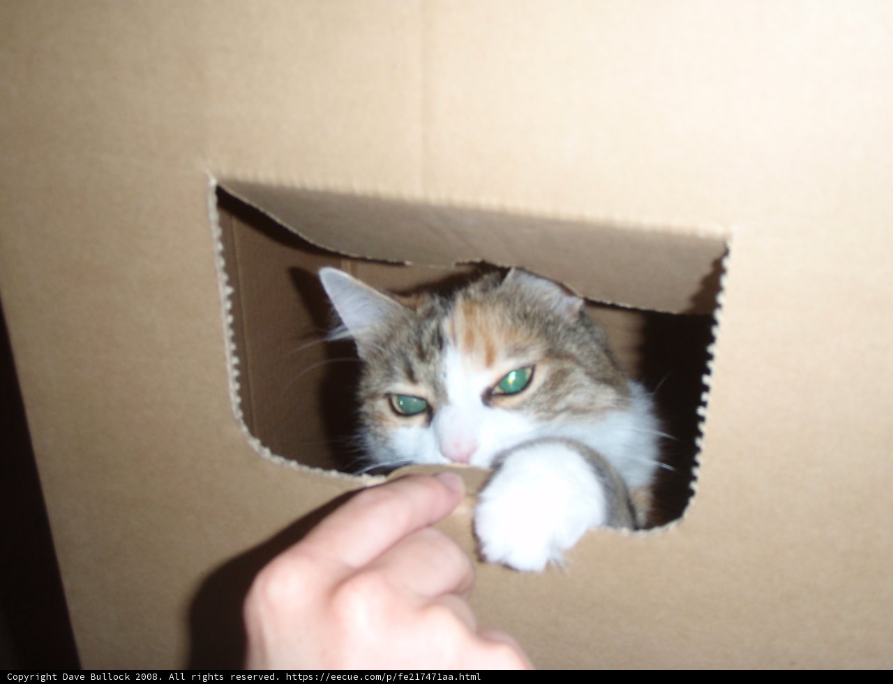 The Cozy Containment of a Feline Friend