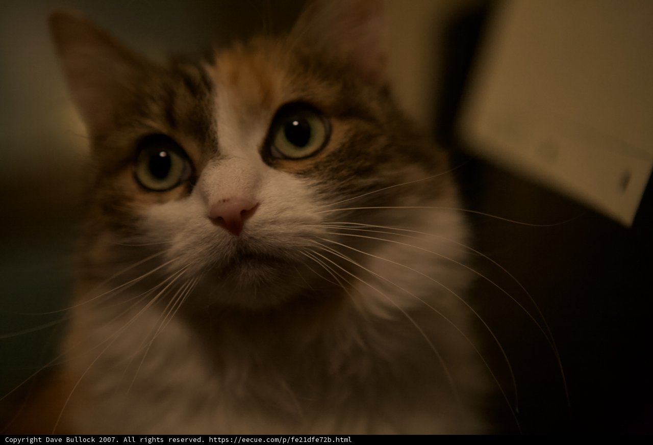 Gaze of the Abyssinian Manx