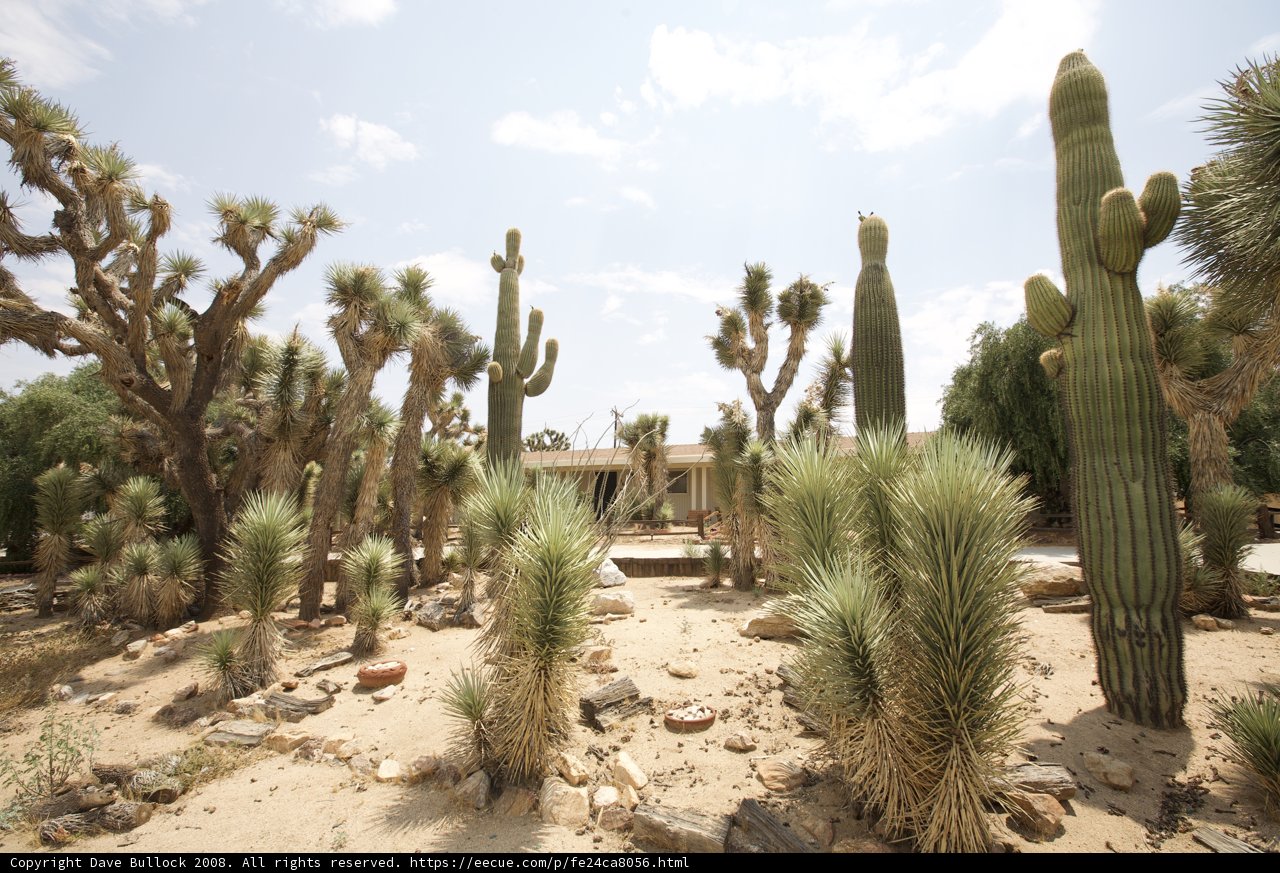 Desert beauty