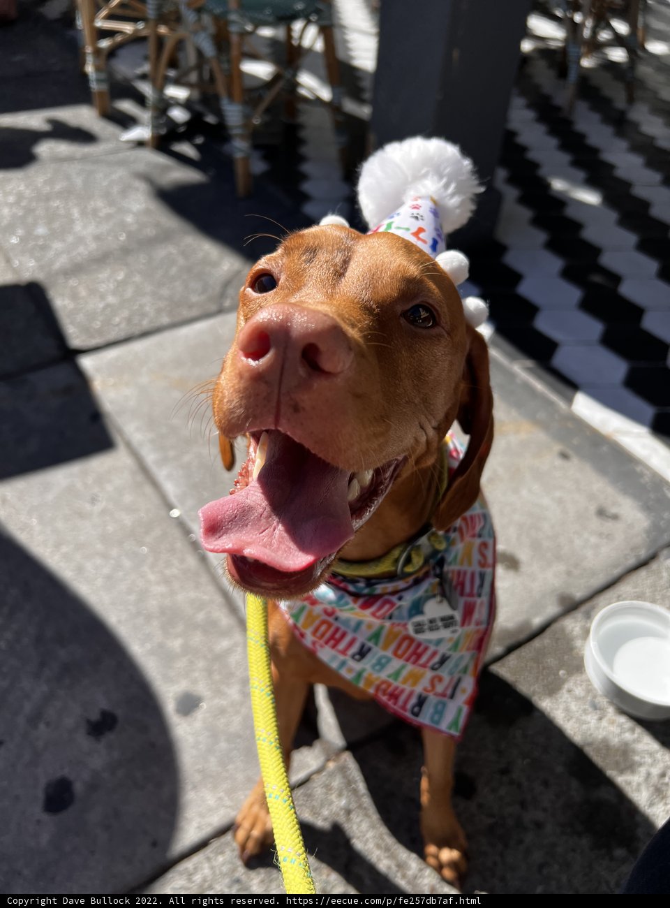 Celebrating My Furry Friend's Birthday