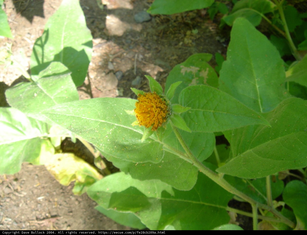 Sunflower Daisy
