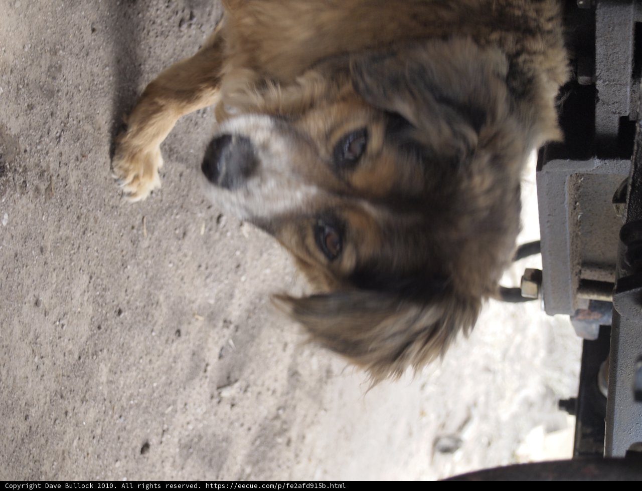 Canine Companion