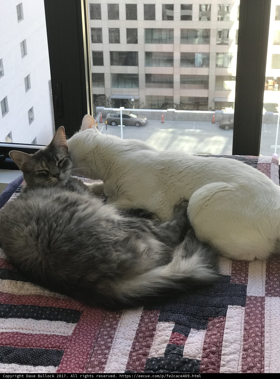 Feline Friends Relaxing on Linen Blanket