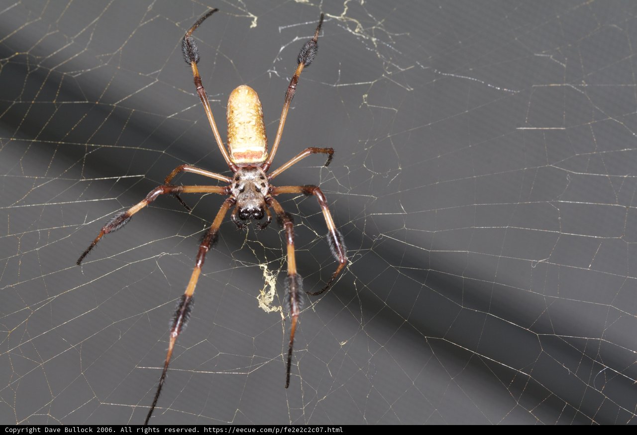 Long Legged Garden Spider
