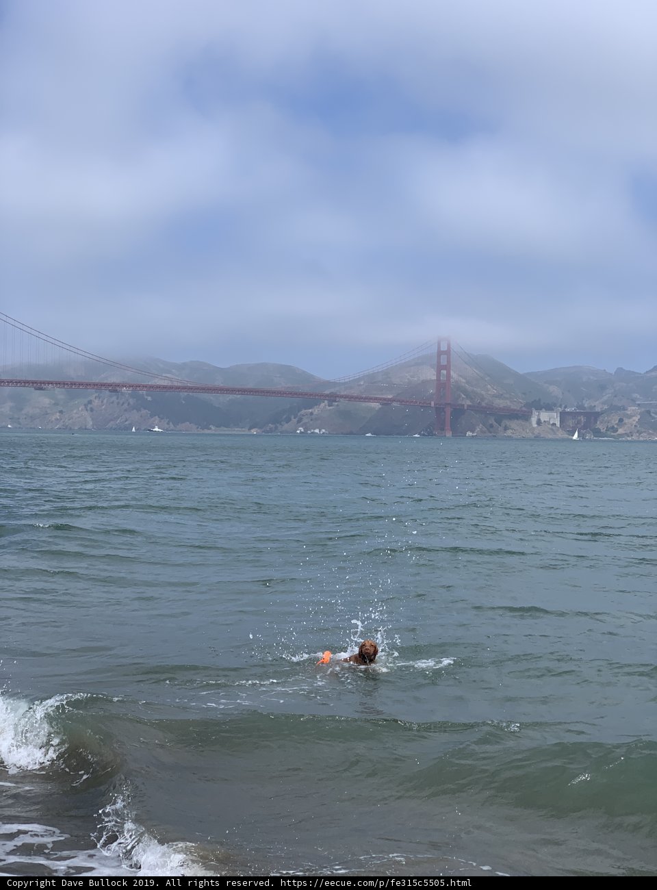 Ocean Swimmer with Bridge Backdrop