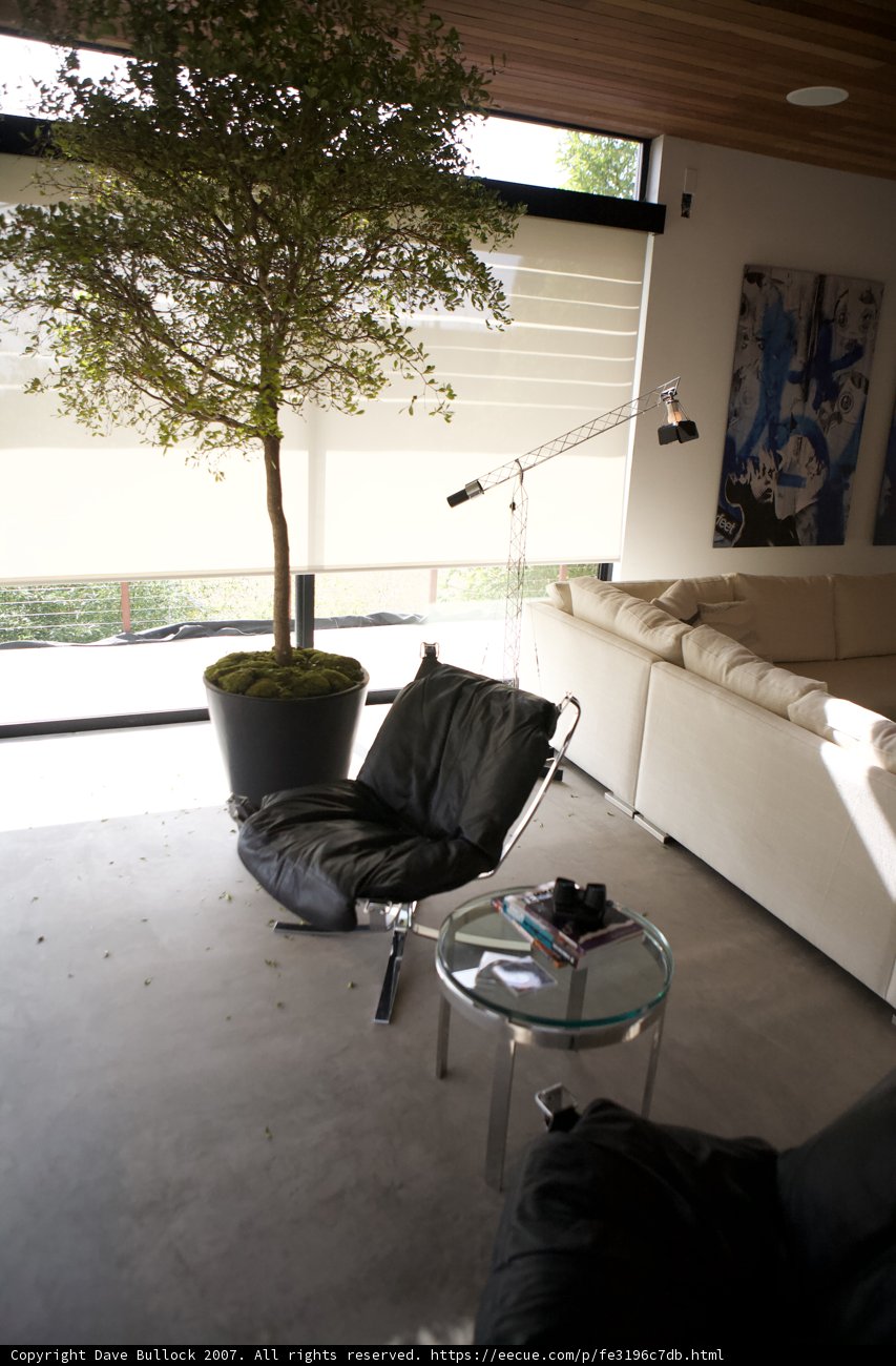 Tree Corner in a Cozy Living Space