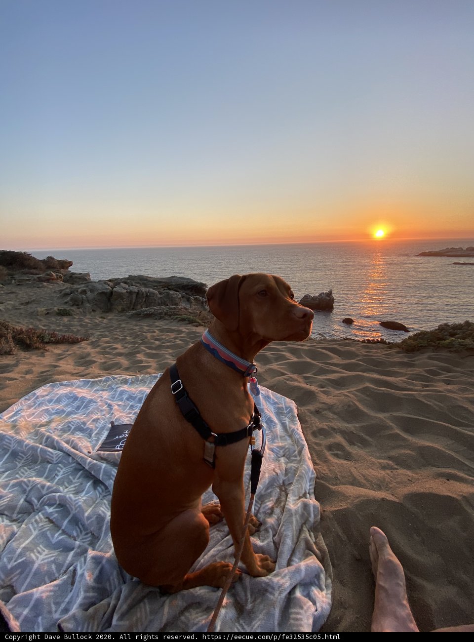 Sunset Serenade with my Furry Friend